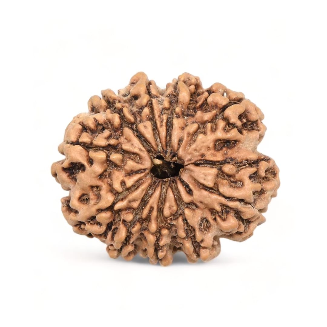 original nepal 10 mukhi rudraksha – certified dus mukhi rudraksha bead for protection, peace & divine blessings of lord vishnu original nepal 10 mukhi rudraksha – certified dus mukhi rudraksha bead for protection, peace & divine blessings of lord vishnu