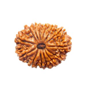 original nepal 13 mukhi rudraksha – certified terah mukhi rudraksha bead for attraction, prosperity & blessings of lord kamadeva and goddess laxmi