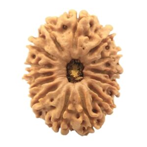 original nepal 14 mukhi rudraksha – certified chaudah mukhi rudraksha bead for divine protection, intuition & blessings of lord hanuman and lord shiva
