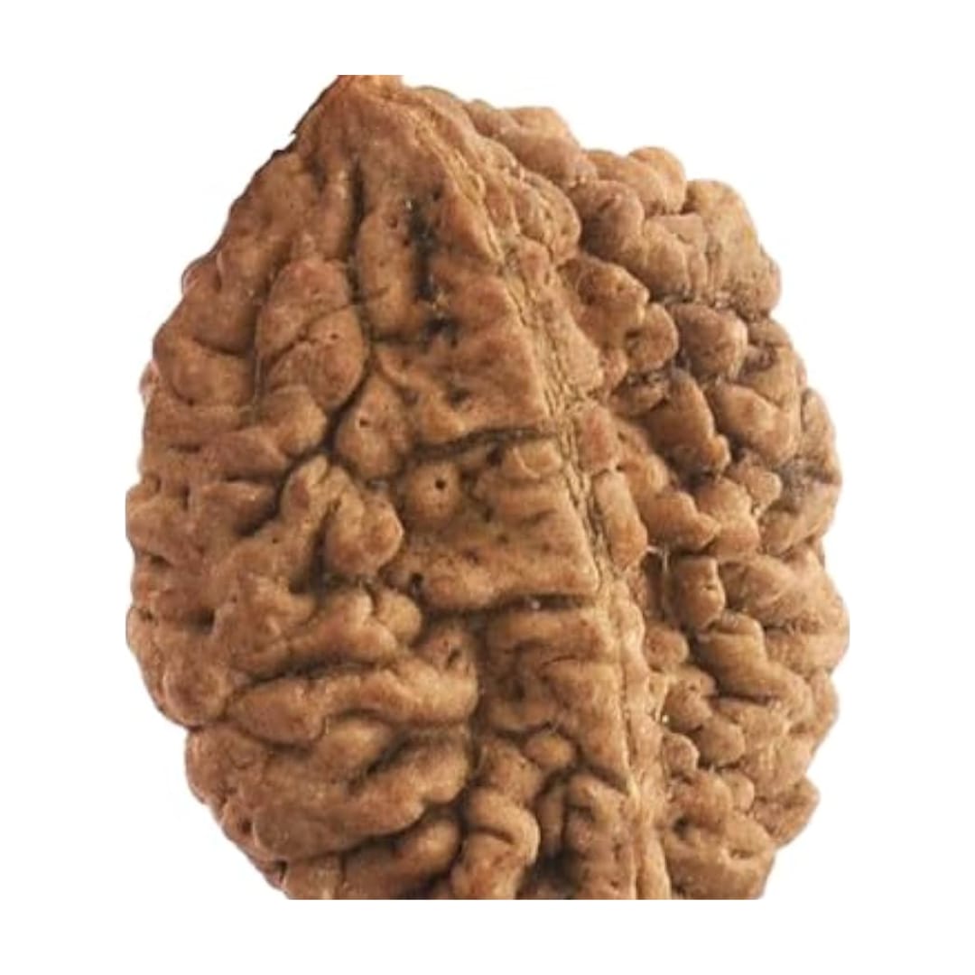 original nepal 2 mukhi rudraksha – certified do mukhi rudraksha bead for harmony, relationship healing & emotional balance original nepal 2 mukhi rudraksha – certified do mukhi rudraksha bead for harmony, relationship healing & emotional balance
