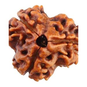original nepal 3 mukhi rudraksha – certified teen mukhi rudraksha bead for confidence, purification & freedom from past karma