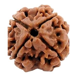 original nepal 4 mukhi rudraksha – certified char mukhi rudraksha bead for wisdom, creativity & clear communication