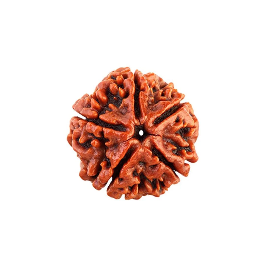 original nepal 5 mukhi rudraksha – certified panch mukhi rudraksha bead for peace, health & spiritual growth original nepal 5 mukhi rudraksha – certified panch mukhi rudraksha bead for peace, health & spiritual growth