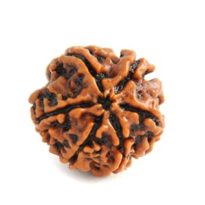 original nepal 6 mukhi rudraksha – certified chhah mukhi rudraksha bead for willpower, confidence & emotional balance