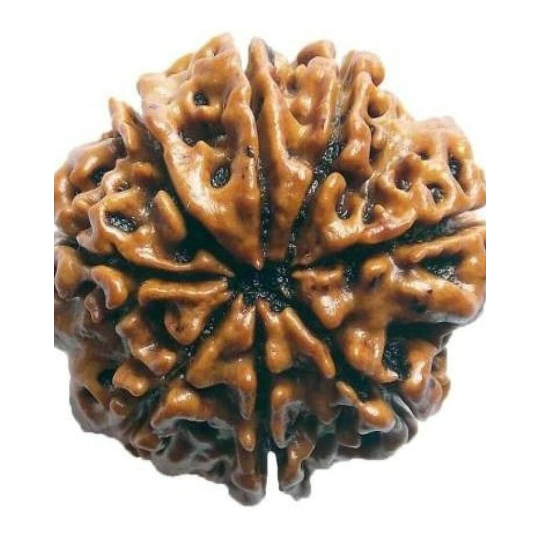 original nepal 7 mukhi rudraksha – certified saat mukhi rudraksha bead for wealth, prosperity & overcoming negativity original nepal 7 mukhi rudraksha – certified saat mukhi rudraksha bead for wealth, prosperity & overcoming negativity