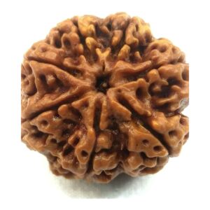 original nepal 8 mukhi rudraksha – certified aath mukhi rudraksha bead for success, stability & removal of obstacles
