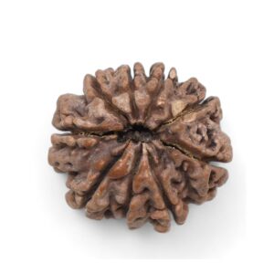 original nepal 9 mukhi rudraksha – certified nau mukhi rudraksha bead for power, protection & spiritual awakening